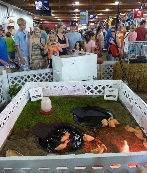 Minnesota State Fair 30