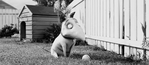 FRANKENWEENIE Still 3 FRANKENWEENIE Still 3