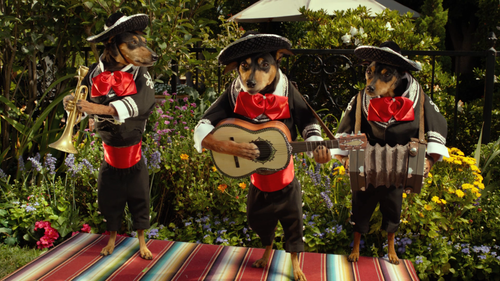 BEVERLY HILLS CHIHUAHUA 3 VIVA LA FIESTA Mariachis