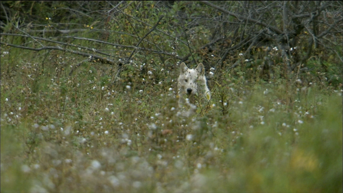 COLD WARRIORS WOLVES AND BUFFALO