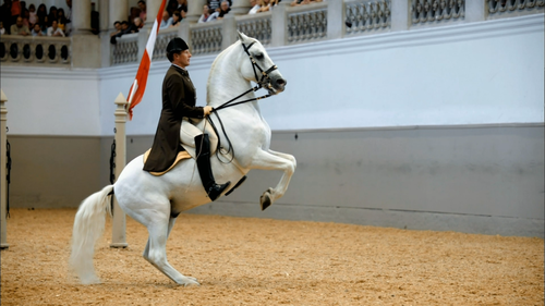 NATURE LEGENDARY WHITE STALLIONS