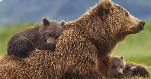 DISNEYNATURE BEARS 1