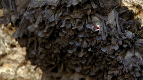 GATHERING SWAM PBS NATURE