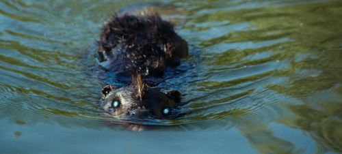 ZOMBEAVERS 4