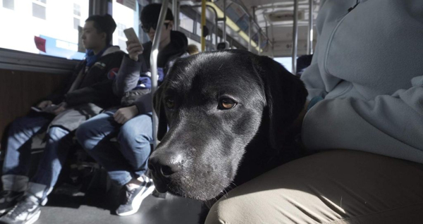 PICK OF THE LITTER 1 PICK OF THE LITTER 1