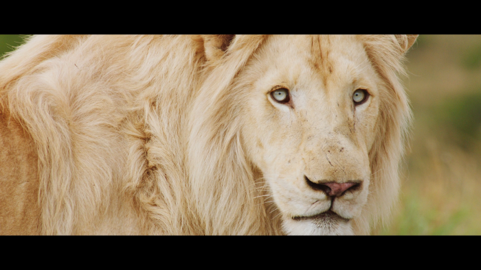 Vlcsnap-2019-06-22-17h08m30s794