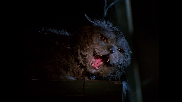 Vlcsnap-2019-08-04-22h20m58s791