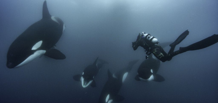 SECRETS OF THE WHALES 1