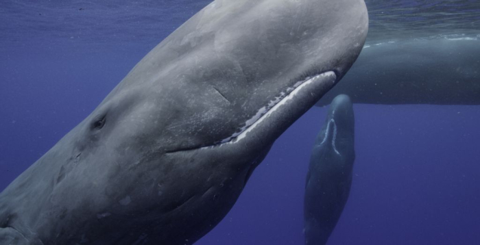 SECRETS OF THE WHALES 2