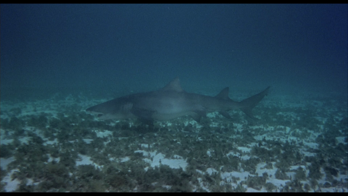 Vlcsnap-2021-01-08-14h51m56s066