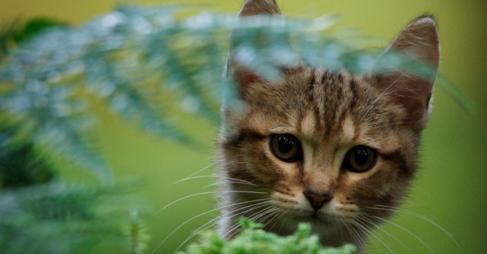 CAT'S LIFE 3 CAT'S LIFE 3